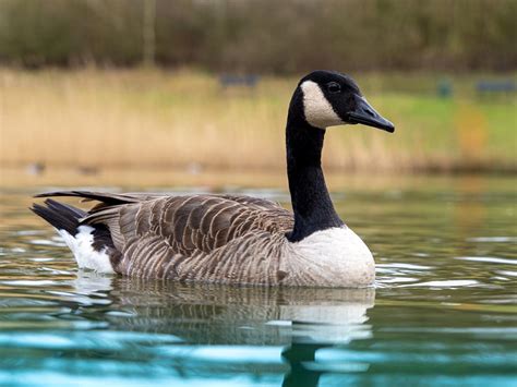 imitazione canada goose